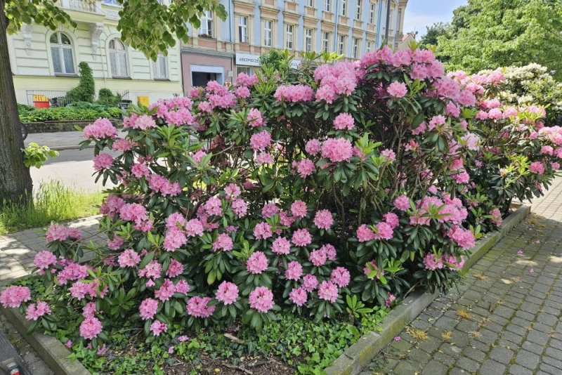 Szlak Azalii i Różaneczników powstaje w Raciborzu